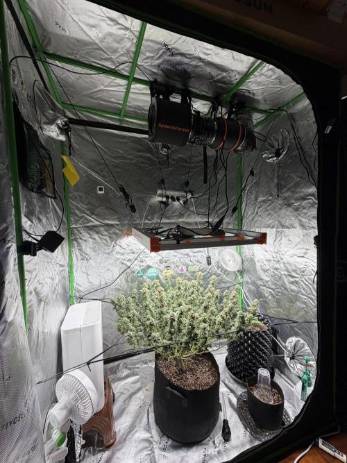 King’s Juice Clones | Coco Run. Week 15