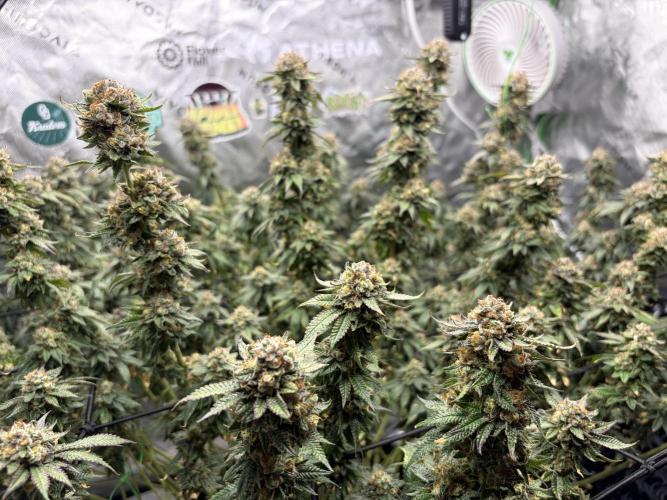 King’s Juice Clones | Coco Run. Week 15