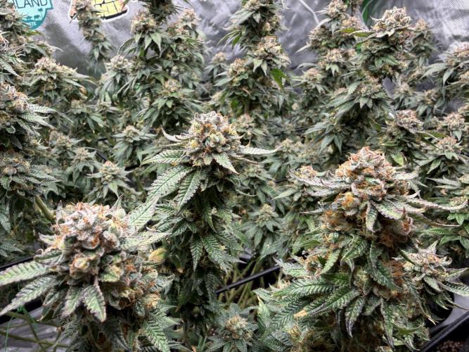 King’s Juice Clones | Coco Run. Week 15