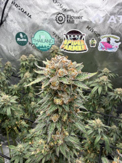 King’s Juice Clones | Coco Run. Week 15