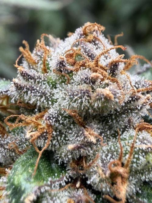 King’s Juice Clones | Coco Run. Week 15