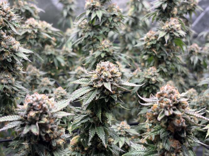 King’s Juice Clones | Coco Run. Week 15