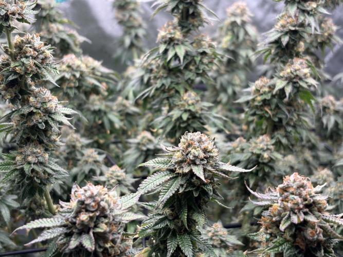 King’s Juice Clones | Coco Run. Week 15