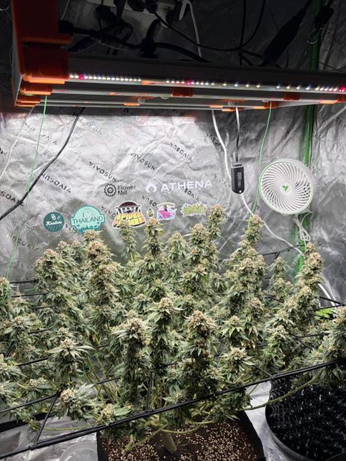 King’s Juice Clones | Coco Run. Week 15