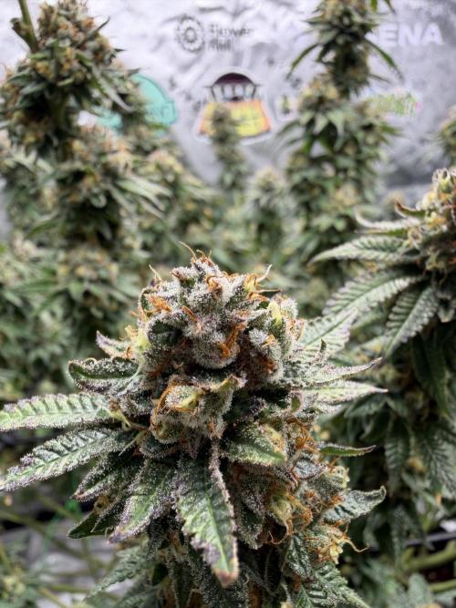 King’s Juice Clones | Coco Run. Week 15