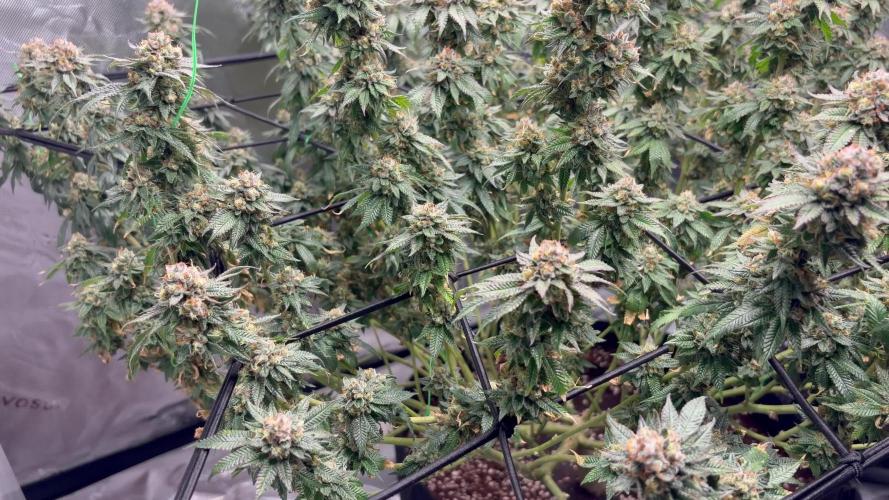 King’s Juice Clones | Coco Run