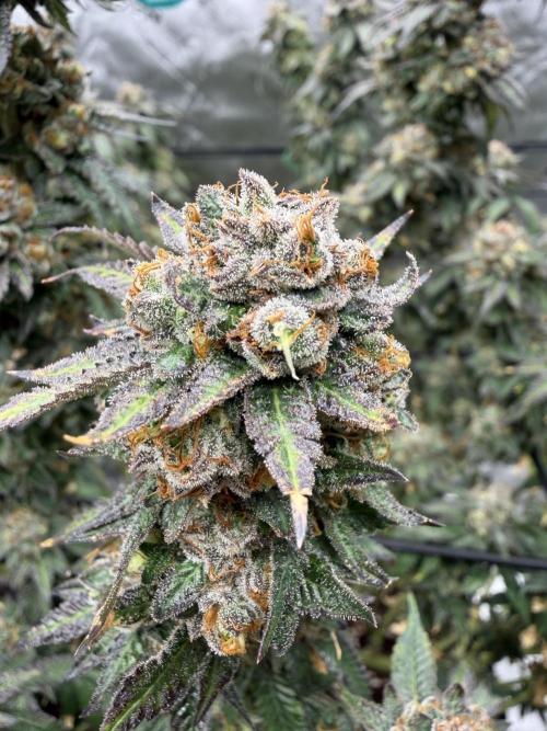 King’s Juice Clones | Coco Run. Week 16