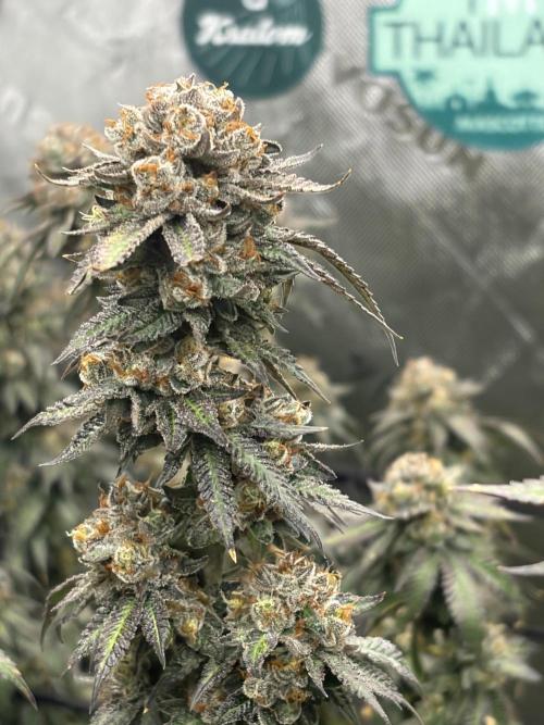 King’s Juice Clones | Coco Run. Week 16