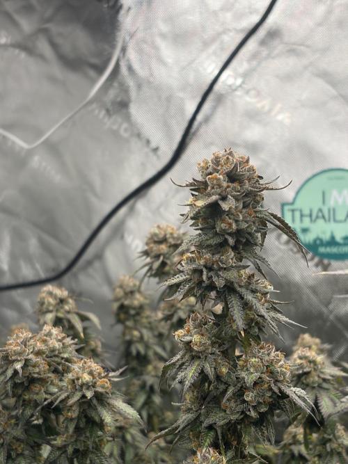 King’s Juice Clones | Coco Run. Week 16