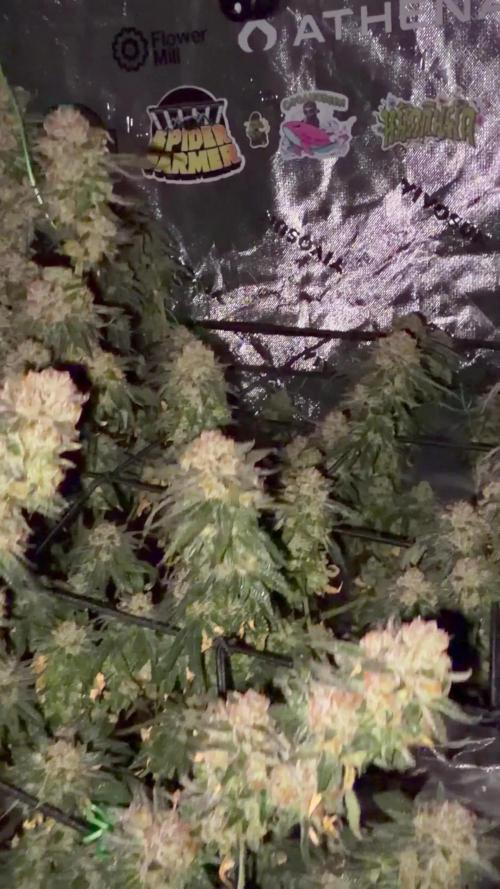 King’s Juice Clones | Coco Run