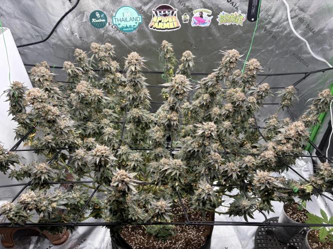 King’s Juice Clones | Coco Run. Week 17