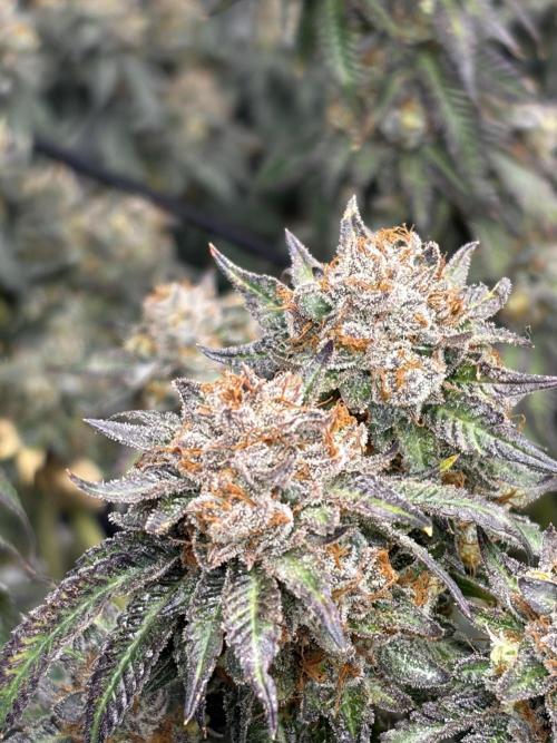 King’s Juice Clones | Coco Run. Week 17