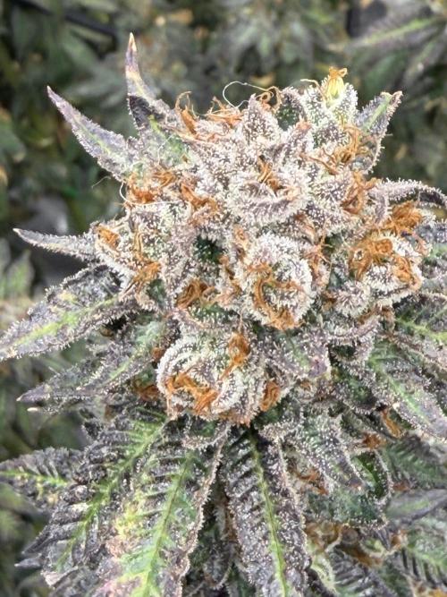 King’s Juice Clones | Coco Run. Week 17