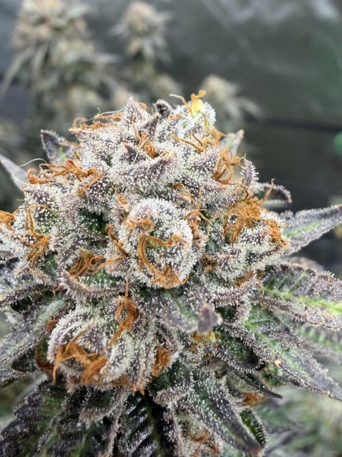 King’s Juice Clones | Coco Run. Week 17