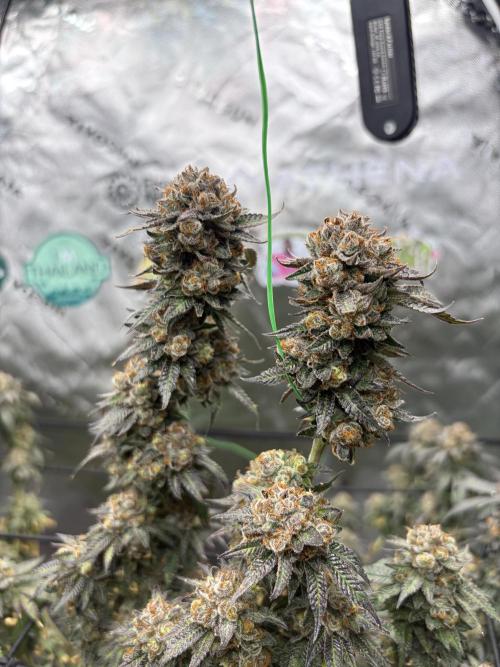 King’s Juice Clones | Coco Run. Week 17