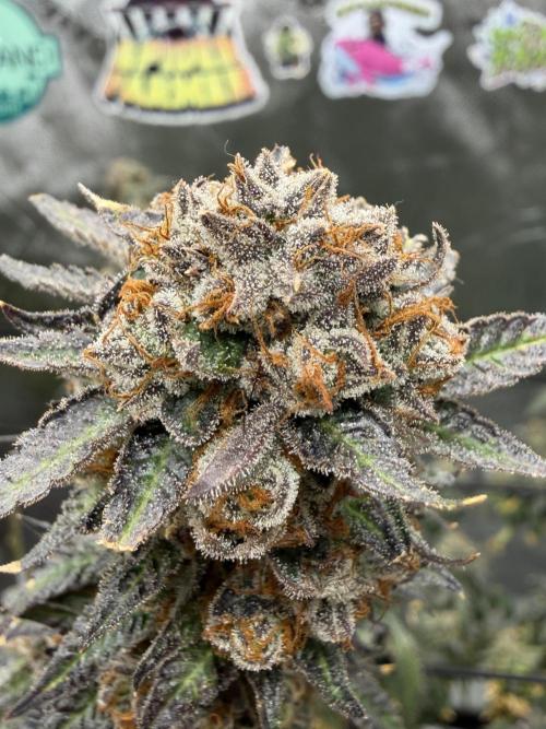 King’s Juice Clones | Coco Run. Week 17