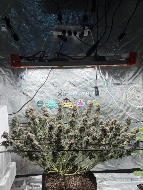 King’s Juice Clones | Coco Run. Week 17