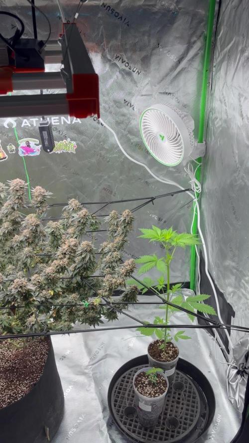 King’s Juice Clones | Coco Run