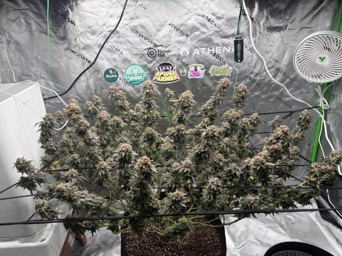 King’s Juice Clones | Coco Run. Week 18