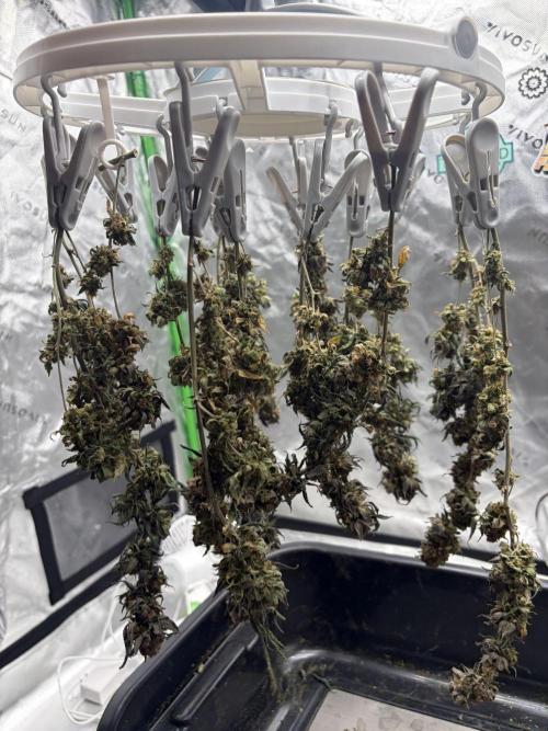 King’s Juice Clones | Coco Run. Week 18