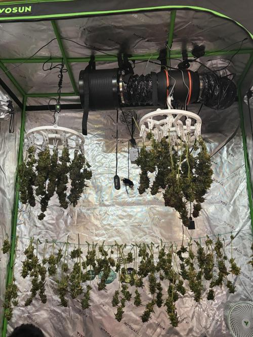 King’s Juice Clones | Coco Run. Week 18