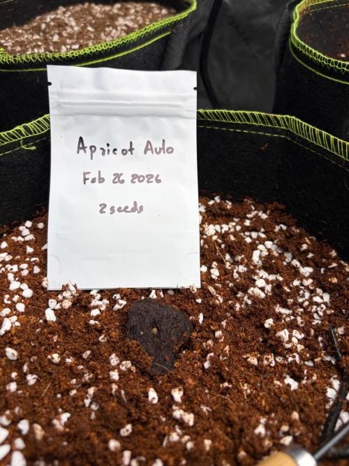 Fast Buds - Apricot Auto Indoor. Week 0