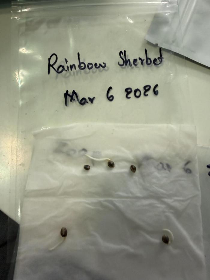 Rainbow Sherbet - Barney’s Farm. Week 0