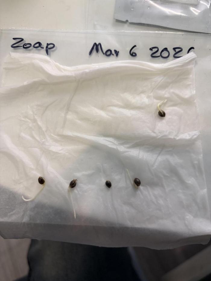Zoap - Barney’s Farm. Week 0