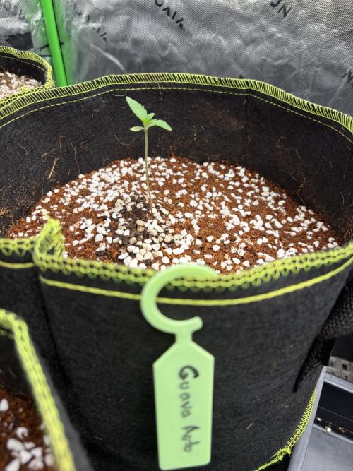 Fast Buds - Guava Auto Indoor. Week 1