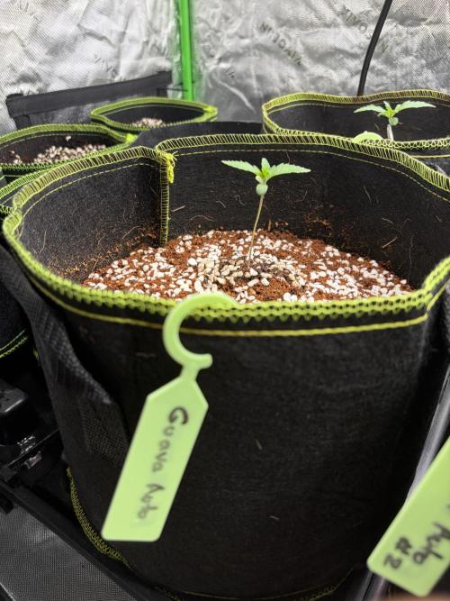 Fast Buds - Guava Auto Indoor. Week 1