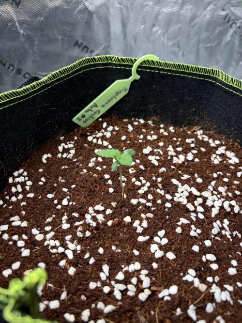 Fast Buds - Tropicana Cookies Auto. Week 1