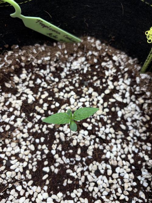 Fast Buds - Tropicana Cookies Auto. Week 1