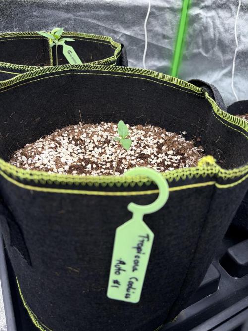 Fast Buds - Tropicana Cookies Auto. Week 1