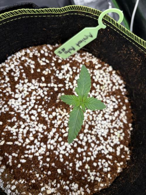 Fast Buds - Apricot Auto Indoor. Week 2