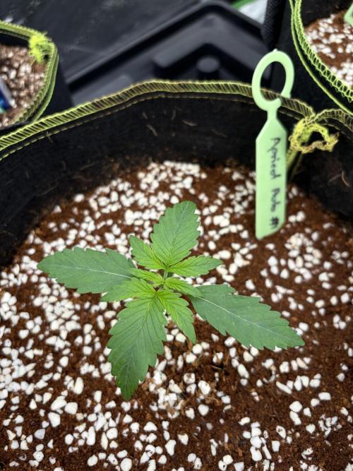 Fast Buds - Apricot Auto Indoor. Week 2