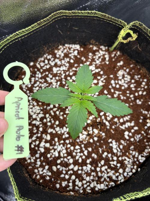 Fast Buds - Apricot Auto Indoor. Week 2
