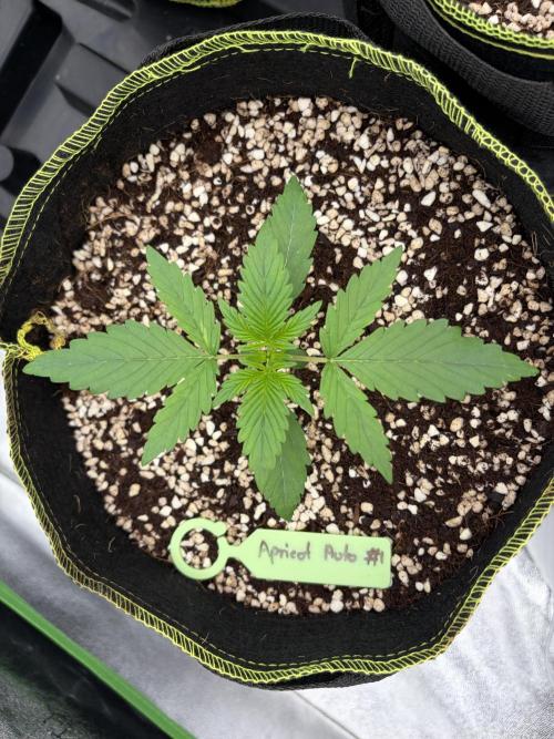 Fast Buds - Apricot Auto Indoor. Week 2