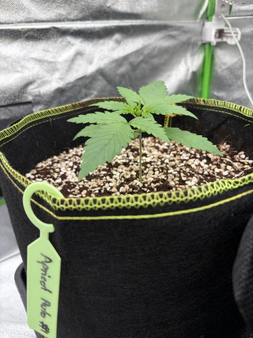 Fast Buds - Apricot Auto Indoor. Week 2