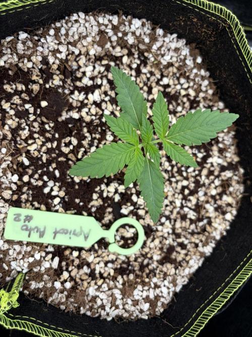 Fast Buds - Apricot Auto Indoor. Week 2