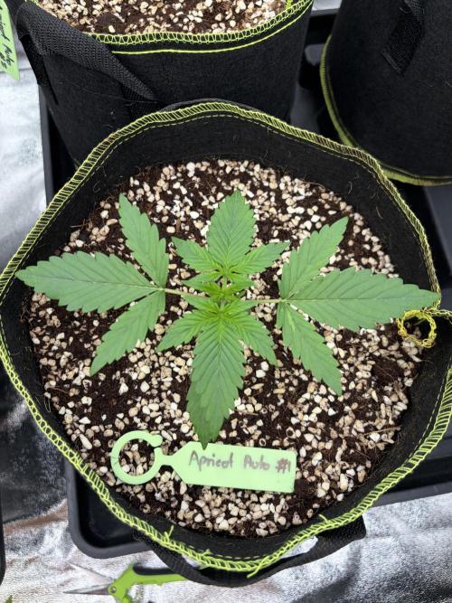 Fast Buds - Apricot Auto Indoor. Week 2