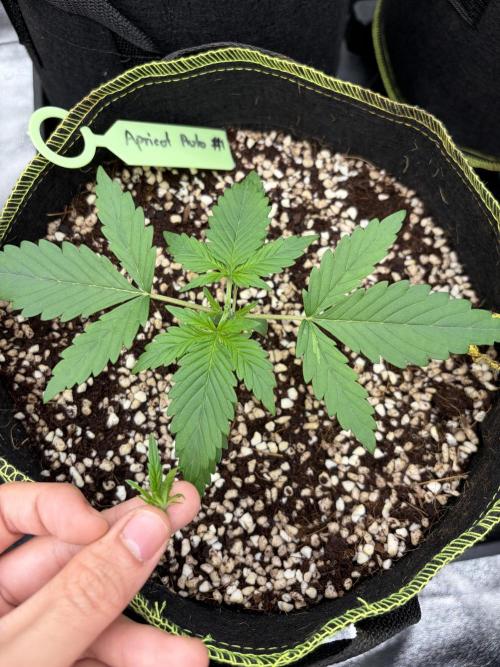 Fast Buds - Apricot Auto Indoor. Week 2