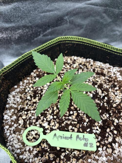 Fast Buds - Apricot Auto Indoor. Week 2