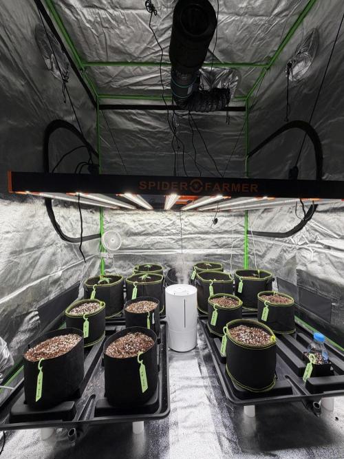 Fast Buds - Apricot Auto Indoor. Week 2
