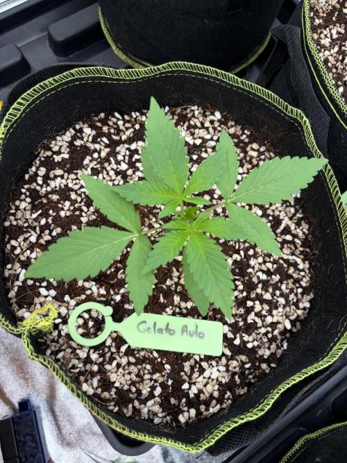 Fast Buds - Gelato Auto Indoor. Week 2