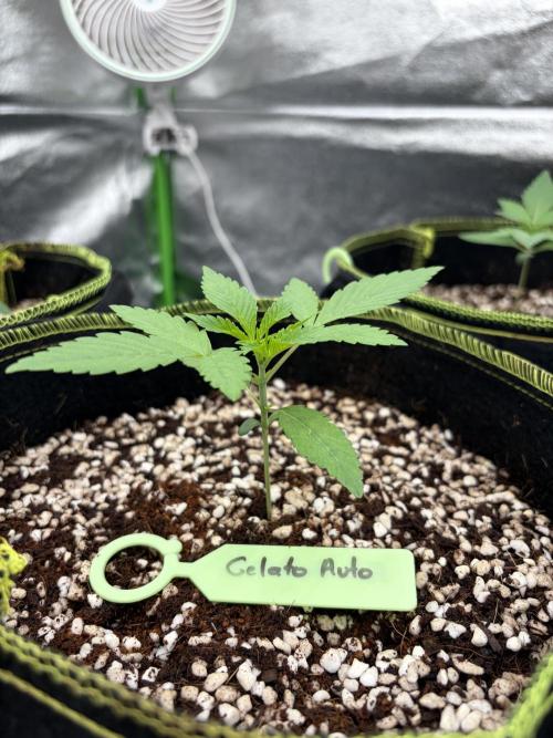 Fast Buds - Gelato Auto Indoor. Week 2