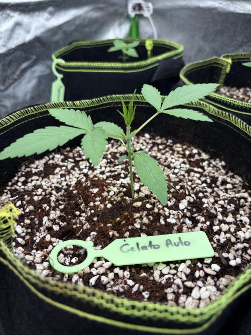 Fast Buds - Gelato Auto Indoor. Week 2