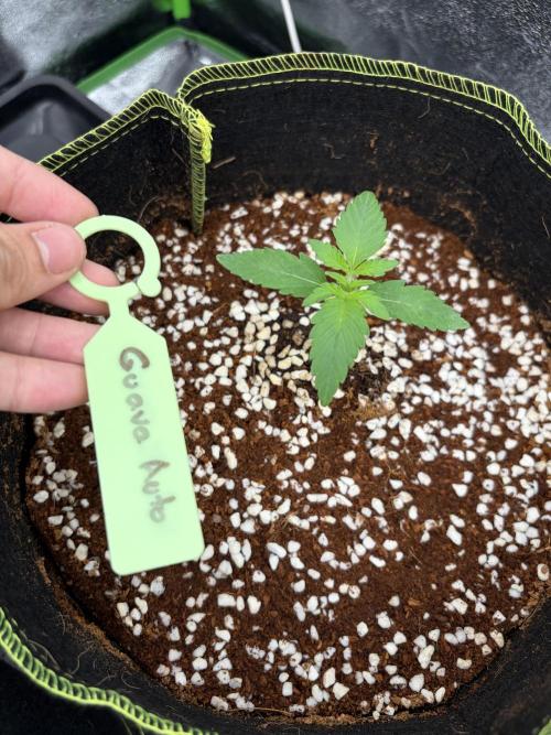 Fast Buds - Guava Auto Indoor. Week 2