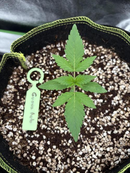 Fast Buds - Guava Auto Indoor. Week 2