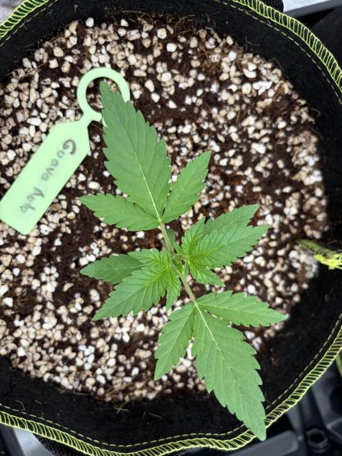 Fast Buds - Guava Auto Indoor. Week 2