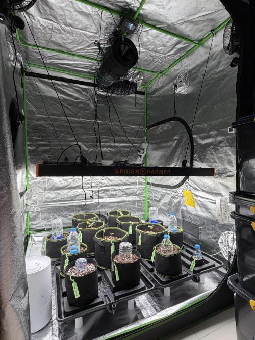 Fast Buds - Guava Auto Indoor. Week 2